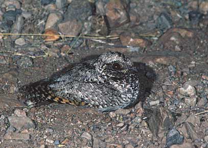 Common Poorwill